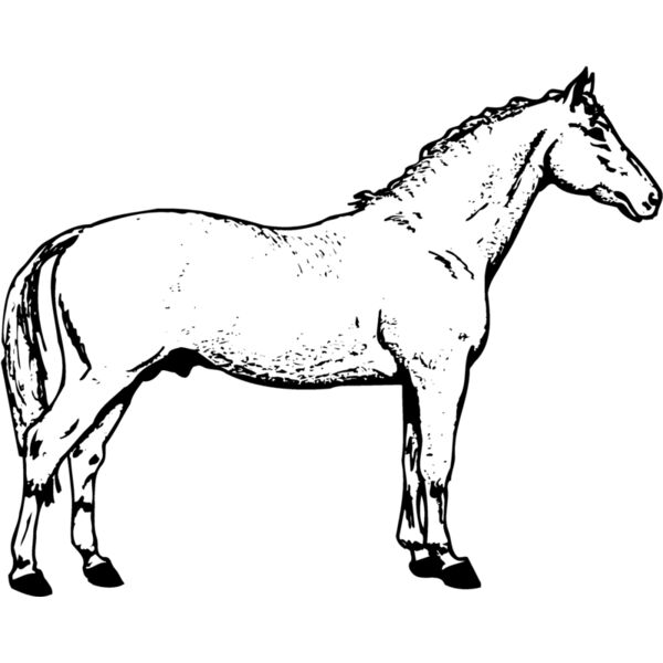 HORSE019 Thumbnail
